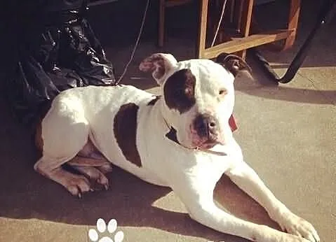 Amstaff szuka człowieka, który go nie zawiedzie