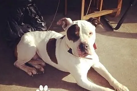 Amstaff szuka człowieka, który go nie zawiedzie
