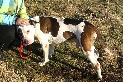 Amstaff szuka człowieka, który go nie zawiedzie