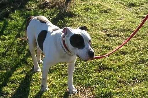 Amstaff szuka człowieka, który go nie zawiedzie