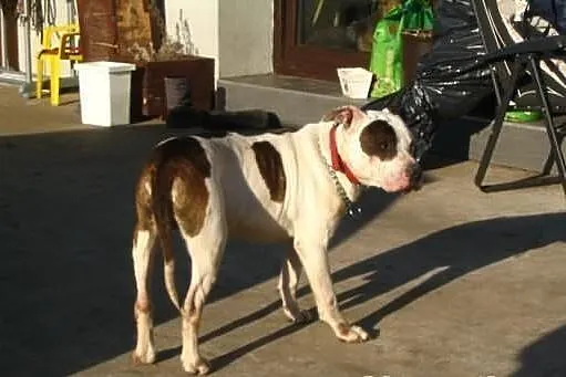 Amstaff szuka człowieka, który go nie zawiedzie