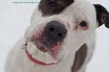 Amstaff szuka człowieka, który go nie zawiedzie