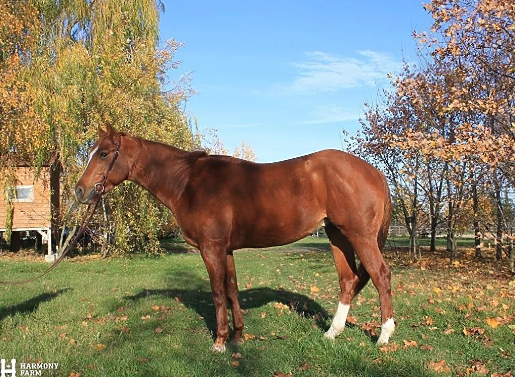 Ogier AQH, ,