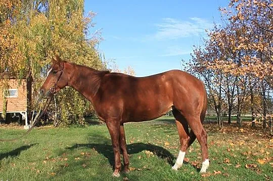 Ogier AQH, , 