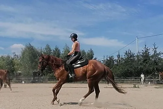 Ogier AQH, , 