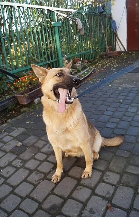 Saba aktywny pies dla aktywnego człowieka, Mazowieckie, Warszawa