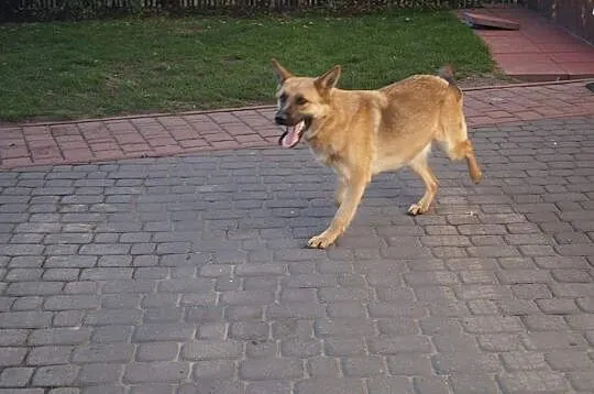 Saba aktywny pies dla aktywnego człowieka, Mazowieckie, Warszawa