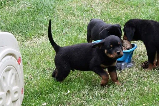 Szczenięta Rottweilerów FCI do adopcji e-mail: {{szalajkoomilena@gmail.com}}