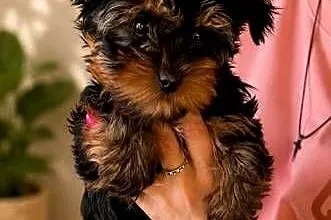 Yorkshire terrier