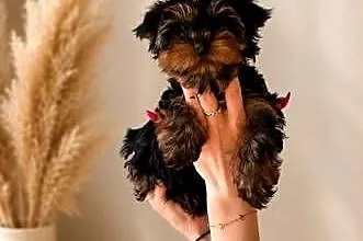 Yorkshire terrier, Małopolskie, Tuchów