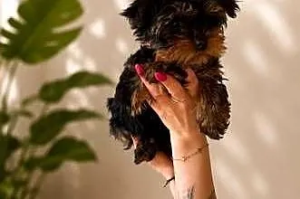 Yorkshire terrier, Małopolskie, Tuchów