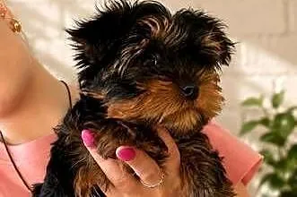 Yorkshire terrier, Małopolskie, Tuchów