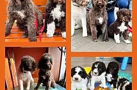 Lagotto Romagnolo ZKwP/ FCI