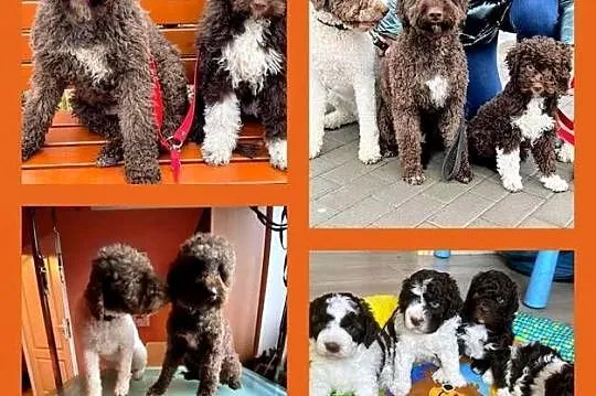 Lagotto Romagnolo ZKwP/ FCI