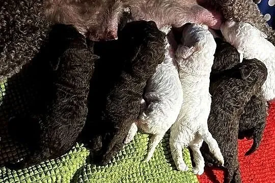 Lagotto Romagnolo ZKwP/ FCI, Mazowieckie, Żyrardów