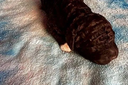 Lagotto Romagnolo ZKwP/ FCI, Mazowieckie, Żyrardów