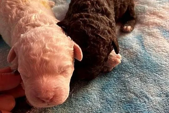 Lagotto Romagnolo ZKwP/ FCI, Mazowieckie, Żyrardów