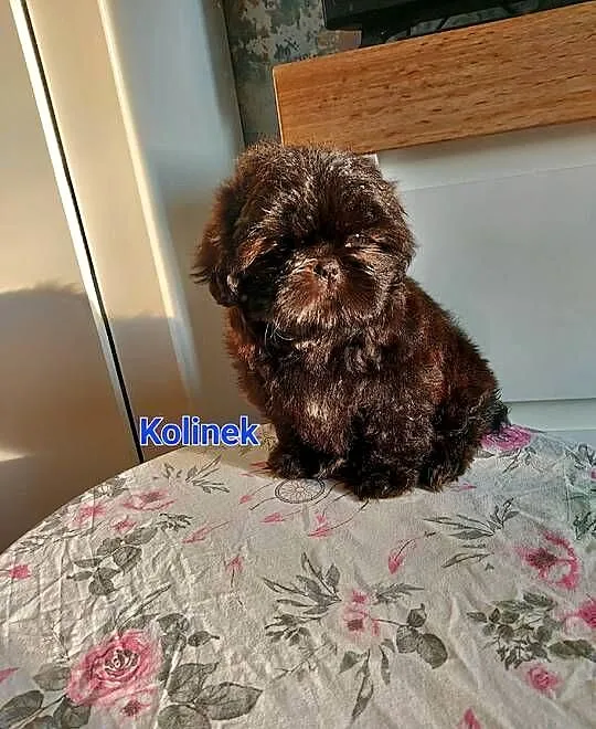 Shih-tzu, Śląskie, Częstochowa