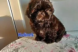 Shih-tzu