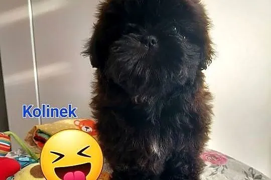 Shih-tzu, Śląskie, Częstochowa