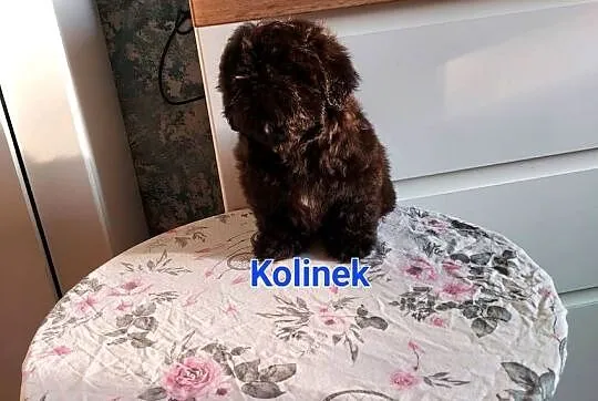 Shih-tzu, Śląskie, Częstochowa