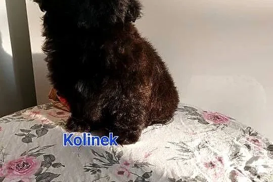 Shih-tzu, Śląskie, Częstochowa