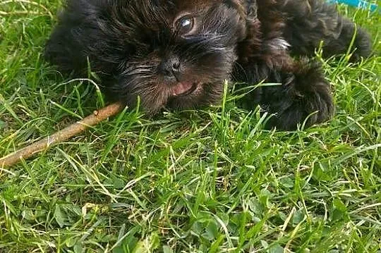 Shih-tzu, Śląskie, Częstochowa