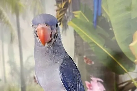 Papuga aleksnadretta ręcznie karmiona oswojona fiolet, Pomorskie, Miastko