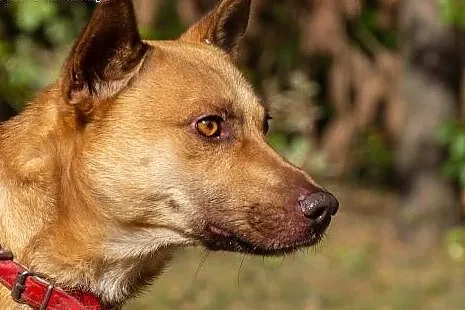Maki-wspaniały, grzeczny pies do adopcji!,  śląski, Częstochowa