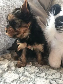 Szczenięta rasy Yorkshire Terrier do adopcji E-mail: {{amandinelisa01@gmail.com}}, , Gorzeszów