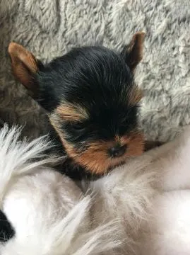 Szczenięta rasy Yorkshire Terrier do adopcji E-mail: {{amandinelisa01@gmail.com}}, , Gorzeszów