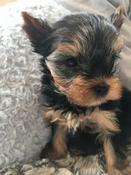 Szczenięta rasy Yorkshire Terrier do adopcji E-mail: {{amandinelisa01@gmail.com}}, , Gorzeszów