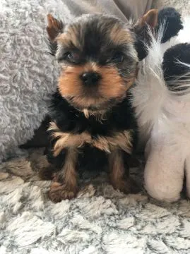 Szczenięta rasy Yorkshire Terrier do adopcji E-mail: {{amandinelisa01@gmail.com}}