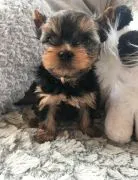 Szczenięta rasy Yorkshire Terrier do adopcji E-mail: {{amandinelisa01@gmail.com}}