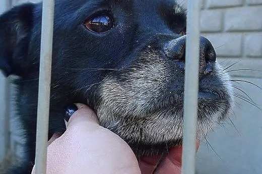 Małpiatek chyba za mocno kocha człowieka...,  mało