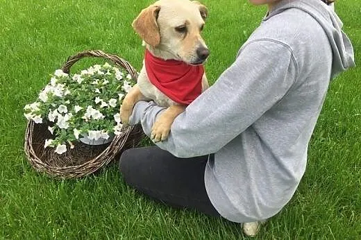 Jerry - bardzo kocha ludzi i przytulanie,  Kundelki cała Polska, 