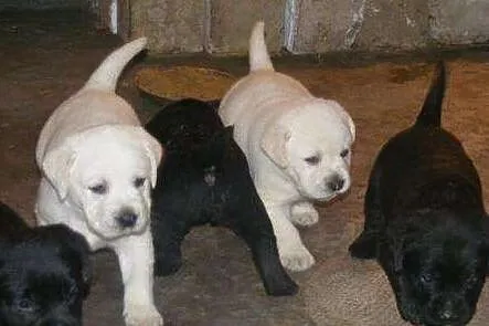 Labrador labradory biszkoptowe, czarne, czekoladod, Zielona Góra