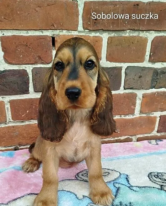Szczeniaczek Cocker Spaniel Angielski GOTOWY do Odbioru, Dolnośląskie, Poradów