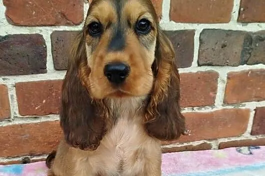 Szczeniaczek Cocker Spaniel Angielski GOTOWY do Odbioru, Dolnośląskie, Poradów