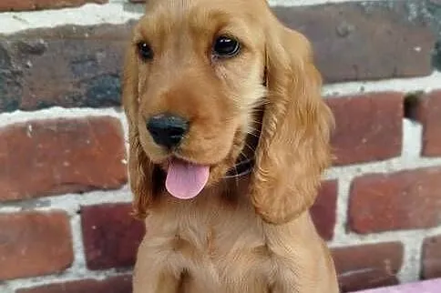 Szczeniaczek Cocker Spaniel Angielski GOTOWY do Odbioru, Dolnośląskie, Poradów