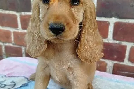 Szczeniaczek Cocker Spaniel Angielski GOTOWY do Odbioru, Dolnośląskie, Poradów