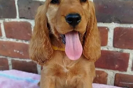 Szczeniaczek Cocker Spaniel Angielski GOTOWY do Odbioru, Dolnośląskie, Poradów