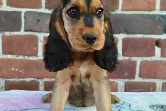 Szczeniaczek Cocker Spaniel Angielski GOTOWY do Odbioru, Dolnośląskie, Poradów