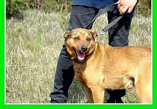 Średni,przyjazny,towarzyski,kontaktowy piesek FARO