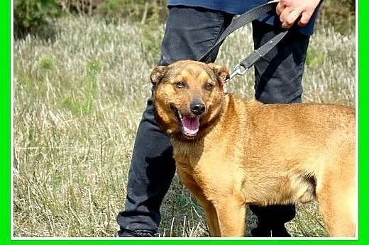 Średni,przyjazny,towarzyski,kontaktowy piesek FARO