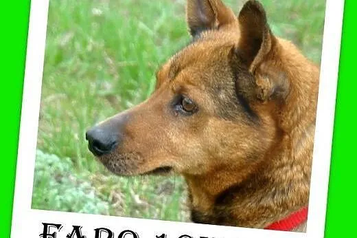 Średni,przyjazny,towarzyski,kontaktowy piesek FARO