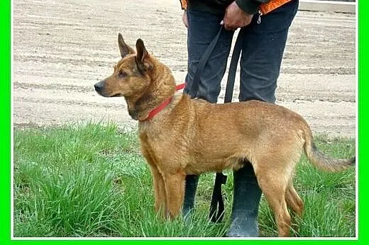 Średni,przyjazny,towarzyski,kontaktowy piesek FARO