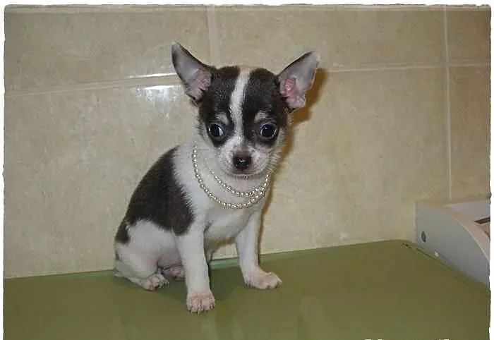 Chihuahua krótkowłosa suczka biało-błekitna