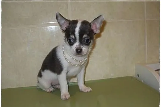 Chihuahua krótkowłosa suczka biało-błekitna