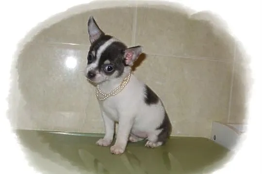 Chihuahua krótkowłosa suczka biało-błekitna